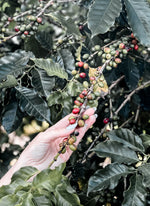 Douglas Coffee