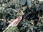 Douglas Coffee